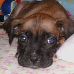 Onze Pup Diva, inmiddels al weer groter hoor!!