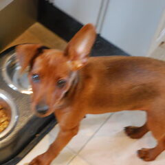 hey moet ik echt eten