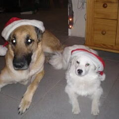 Alllemaal Fijne Kerstdagen en een heel gelukkig 2009 ! P.S…
