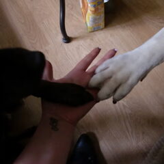 Zo lieff (L)(L)
