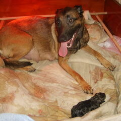 geboorte pups