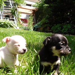 angel en lola voor het eerst buiten