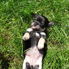 gekke lola