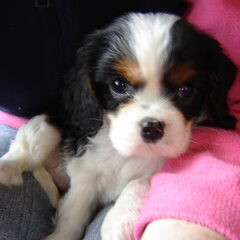 dit is dana toen ze 8 weekjes was