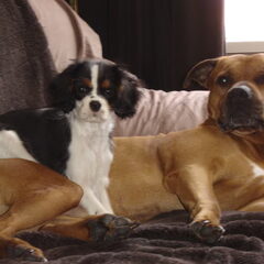 dana met grote vriend Quandor