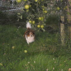 Appels plukken