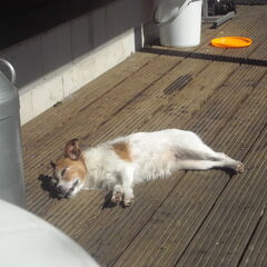 Zonnebaden