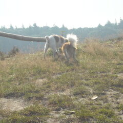 Wandelen op de heide