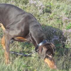 Snuffelen op de heide