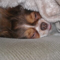 Slaap,Shi-tzu,slaap