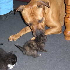 papa Quandor. of het nou kittens,puppy's of maakt niet uit…