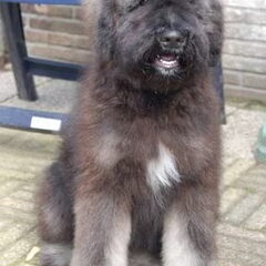 Pup 'koningsboevier'