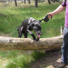 Goed geleerd op puppycursus
