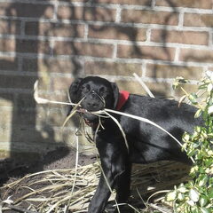 De tuin is ook niet meer wat íe geweest is!