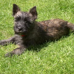Max onze stoere en lieve pup is de opvolger van Rex waar we…