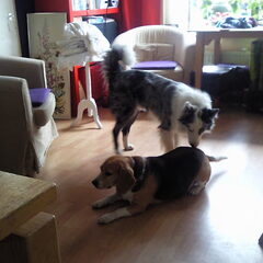 Loekie en Dion