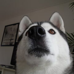 men poppjee week geleden :D