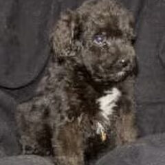 'Koningsbouvier'-puppy Nestje 2008