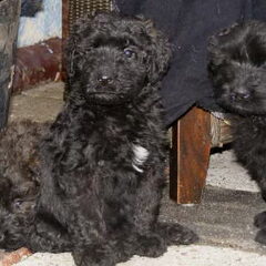 'Koningsbouvier'-puppy's Nestje 2008