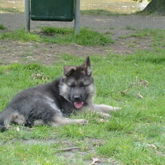Vito 9 weken