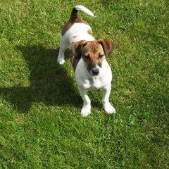 Stoere Luna , Ze is precies een superhond ! hihi