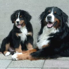 Gewoon de mooiste honden :-) Babushka en Nikita.