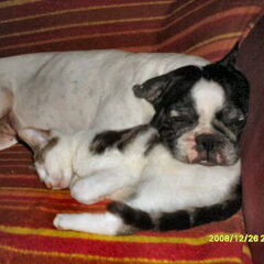 Gizmo met Pugsley haar adoptiekind.