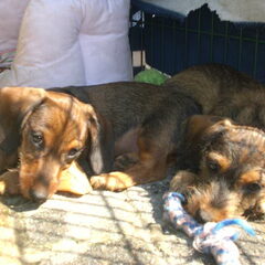 Rechts Jaimy, links zijn broer Amigo