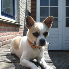 Dit is mijn Vlibull Pixie, ze is een Franse Bulldog x…