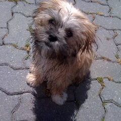 Mei 2010. Net gewassen.