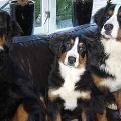 hallo hier zijn onze berner sennen honden van links is dit…