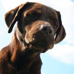 Dit is Fidel, hij is 4 jaar.