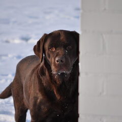 Dit is Balou, hij is 8 jaar.