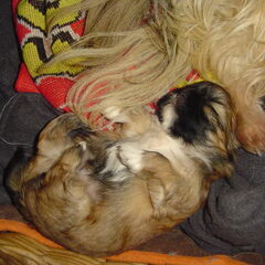 hier is Tara 3 weken en zo gezond als een pup maar kan zijn