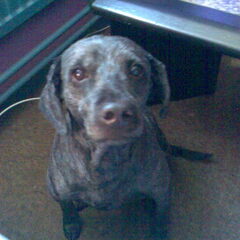 lieve spikey