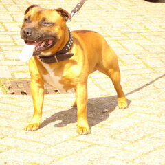 Vader en moeder en fotoos van het nest Engelse stafford pups