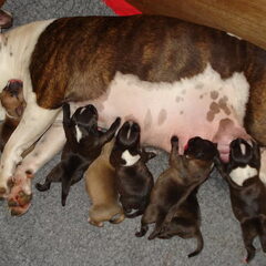 nakkie met pups