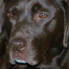 beau