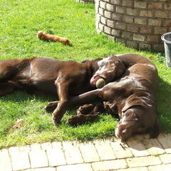 druk spelen