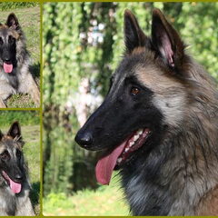 Dit is Eris, mn Tervuerense herder