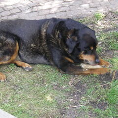 Onze lieve Jessy, 10 jaar en 3 maanden mocht ze oud worden…
