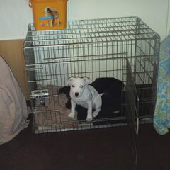 Lola toen ze nog wat kleiner was in de haar nieuwe bench…
