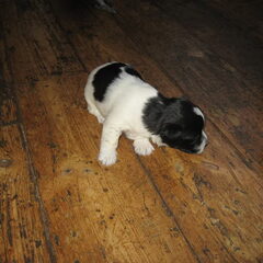 Diva kruising jack russel - maltezer