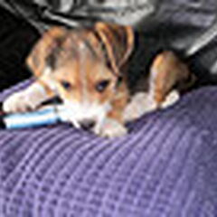 onze kleine baby,wat was ze een boefje toen ze nog een pup…
