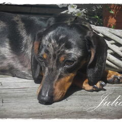 Lieve Julia..