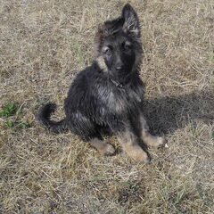 Duitse herder Laika, geboren op 7 april 2010