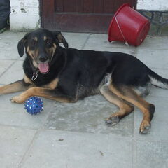 Luna, X Duitse herder/labrador en de mater familia van onze…