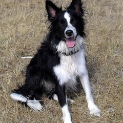 Border Collie Luka (van de dochter)