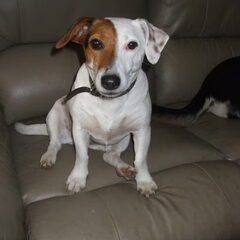 Jack Russel Picas