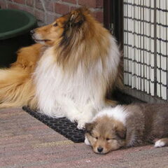 Roy met een pup op de foto